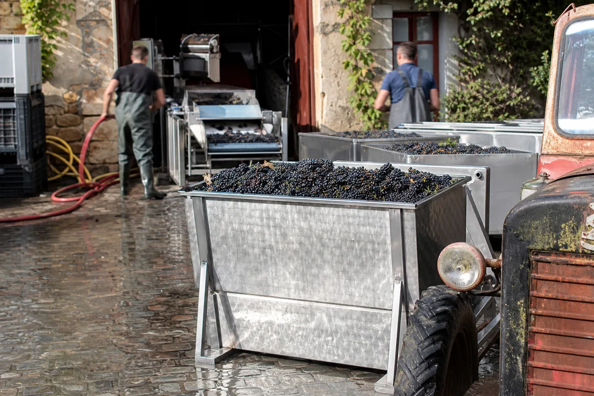 Bennes de raisin déchargées dans la cour d’un chai pendant les vendanges de septembre