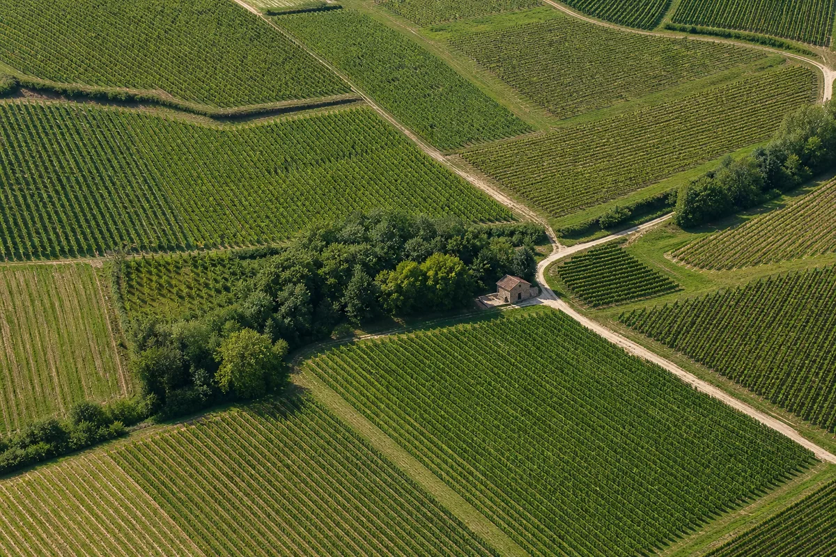 Vue aérienne des parcelles d’un domaine viticole délimitées par des chemins et des haies
