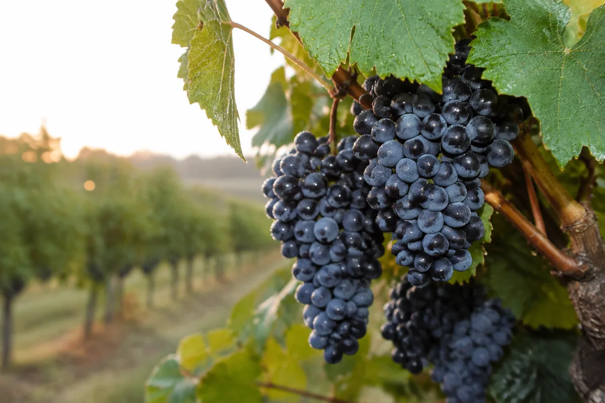 Vin bio : certification, labels et sulfites expliqués